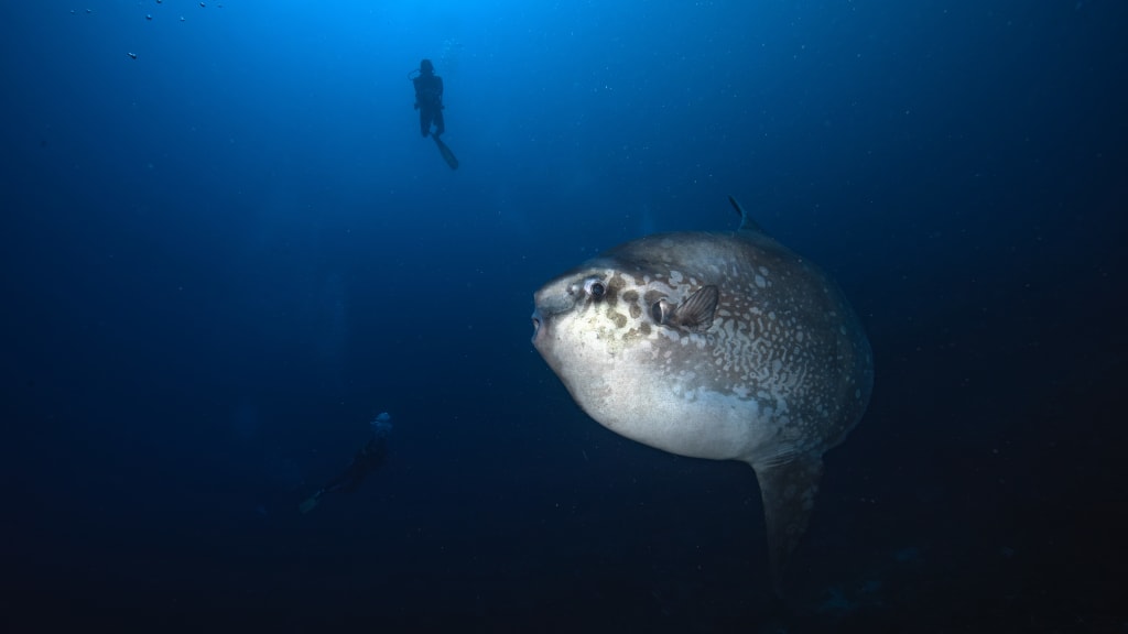 Nusa Penida Diving